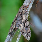 Amphonyx lucifer