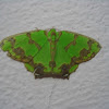 Agathia moth