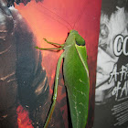 Katydid