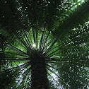 Fern Palm
