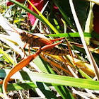 Landlubber grasshopper