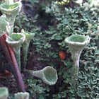 cup lichen