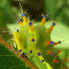 Larva - emperor gum moth