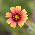 Indian Blanket