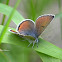 Lilac-bordered Copper