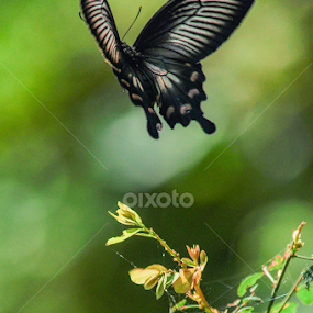 by Sulakkhana Chamara - Animals Insects & Spiders