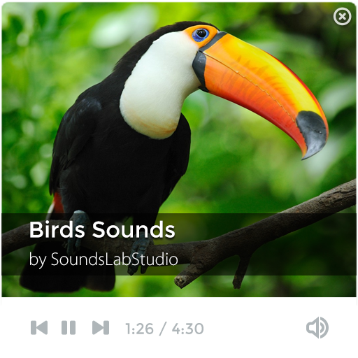 免費下載音樂APP|Birds Sounds app開箱文|APP開箱王