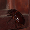 Rhinoceros Beetle