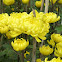Chrysanthemum (yellow) 王菊花