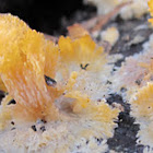 Phlebia radiata - oranje aderzwam (nl)