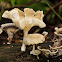 Unknown Fungi