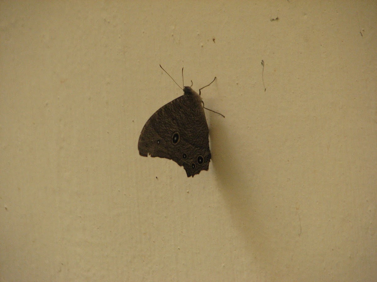 Common Evening Brown