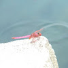 Hot Pink Dragonfly
