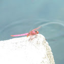 Hot Pink Dragonfly