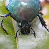 Green Fruit Beetle