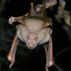 Commerson's leaf-nosed bat