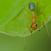 Green tree ant