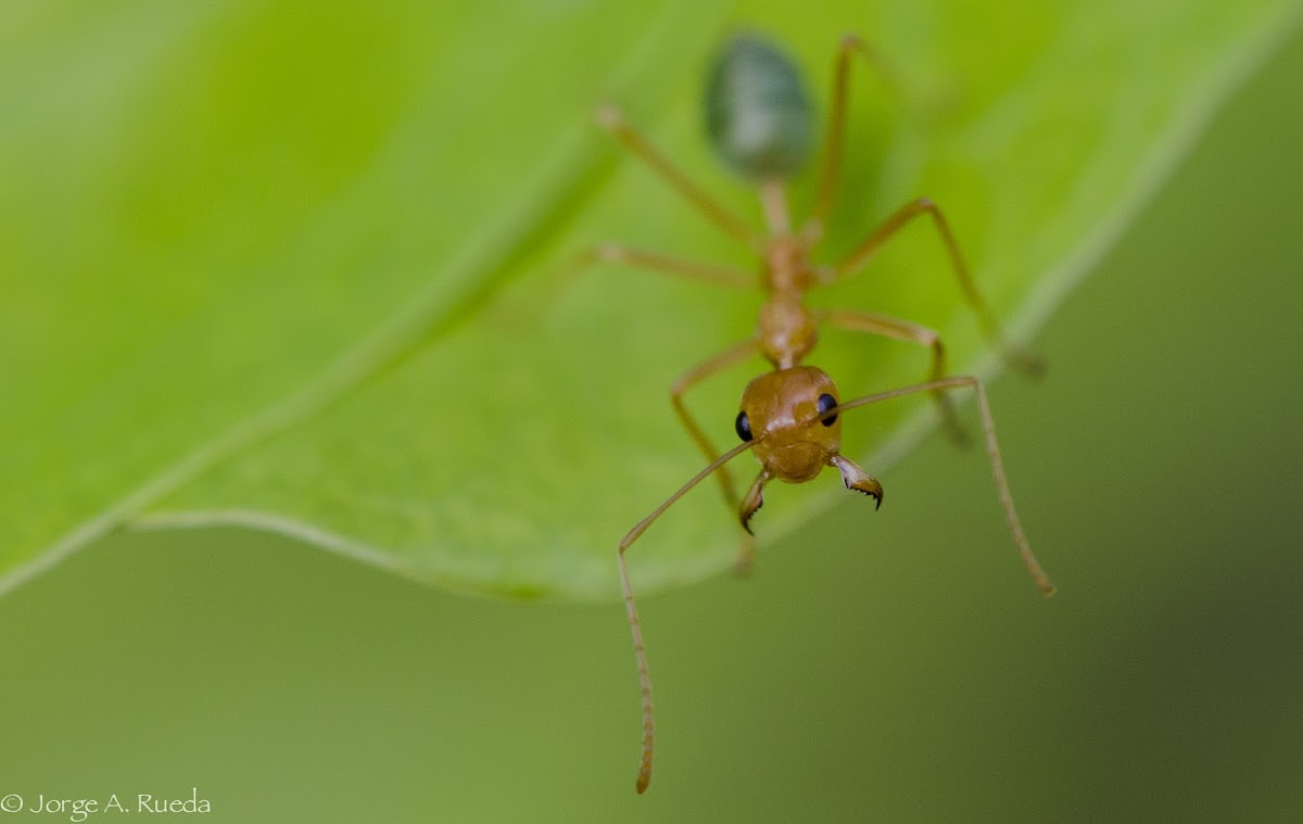 Green tree ant