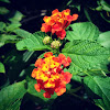 Lantana, Spanish Flag