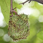 Soursop Fruit