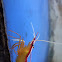 Indo-pacific White Striped Shrimp
