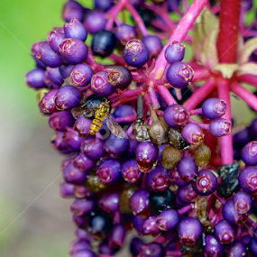 Me & My Food by Samsul Zamzuri Abu Bakar - Nature Up Close Other Natural Objects