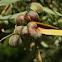 Wasp Galls on Golden Wattle