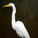Great Egret - Garza Real
