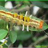 Orgyia Tussock Moth (Caterpillar)