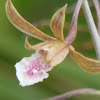 Grass Orchid