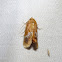 Yellow-shouldered Slug Moth