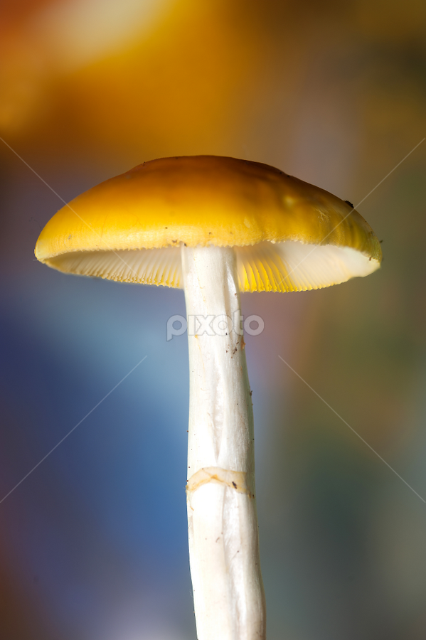 Different Approach by Fran McMullen - Nature Up Close Mushrooms & Fungi