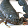 Black Thick-tailed Scorpion / Southern African Spitting Scorpion