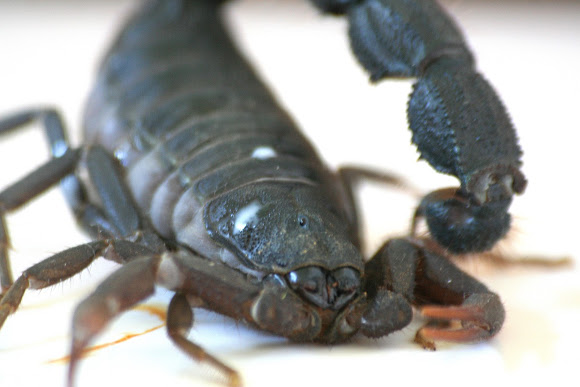 Black Thick-tailed Scorpion / Southern African Spitting Scorpion | Project  Noah
