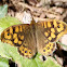Speckled Wood (butterfly). Mariposa de los muros