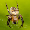 European garden spider