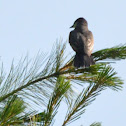 Eastern Kingbird