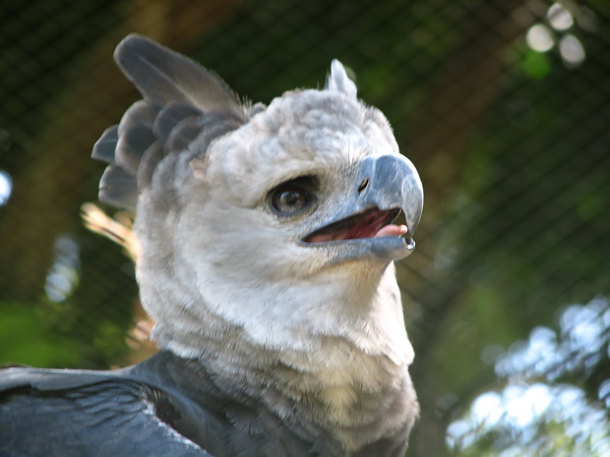 Harpy Eagle