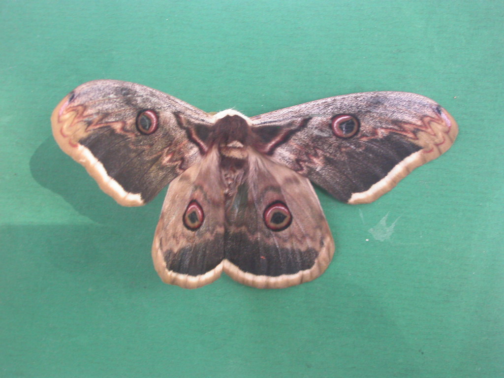 Giant Peacock Moth, Giant Emperor Moth, Viennese Emperor