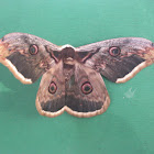 Giant Peacock Moth, Giant Emperor Moth, Viennese Emperor