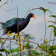 Purple Gallinule