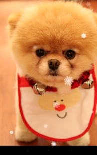 Free Xmas Puppy Live Wallpaper APK