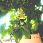 Batik Golden Web Spider