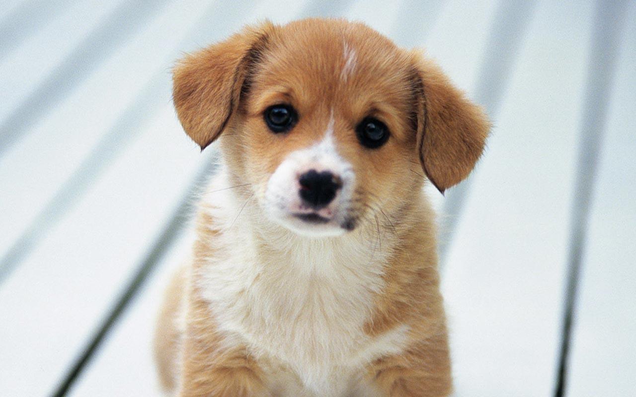 Gambar Anak Anjing Paling Lucu Terbaru DPMenarik
