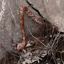 Copperhead