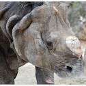 The Indian rhinoceros
