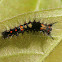 Rusty Tussock Moth or Vapouror