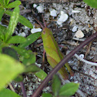 Green-striped Grasshopper (nymph)