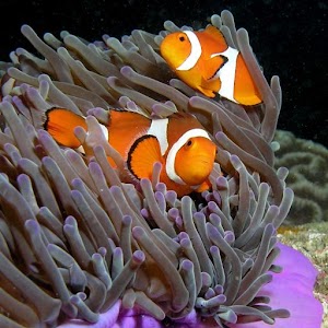 Tropical Fish Live Wallpaper.apk 3.6.0.0