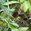 Common Palmfly